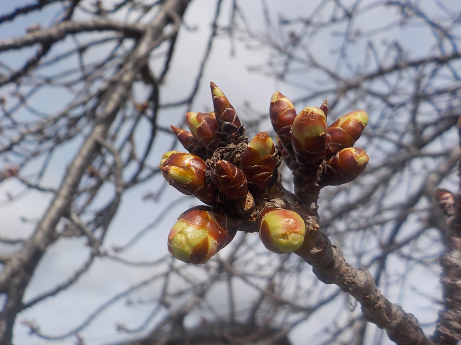 R7.3.6河津桜近景