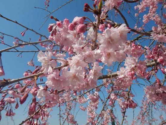 令和5年3月29日八重紅枝垂近景