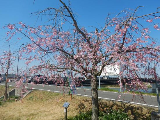 令和5年3月29日八重紅枝垂遠景