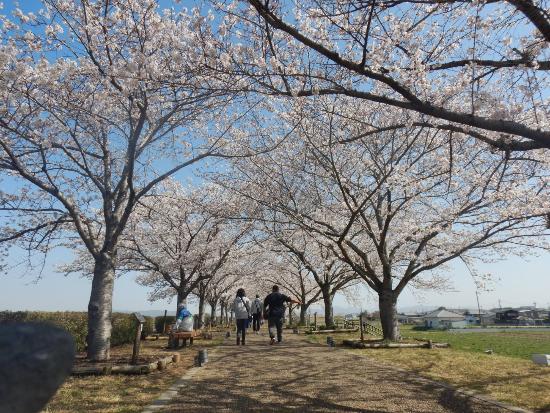 令和5年3月29日染井吉野遠景