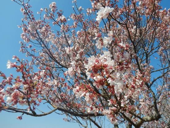 令和5年3月29日江戸彼岸近景