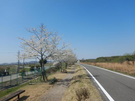 令和5年3月29日大島桜遠景