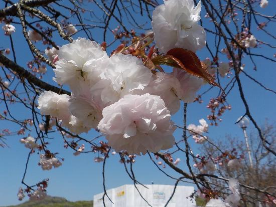 令和5年3月29日大島桜近景