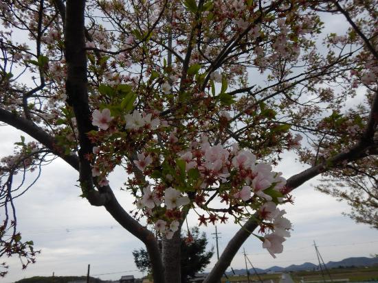 4/5大島桜近景