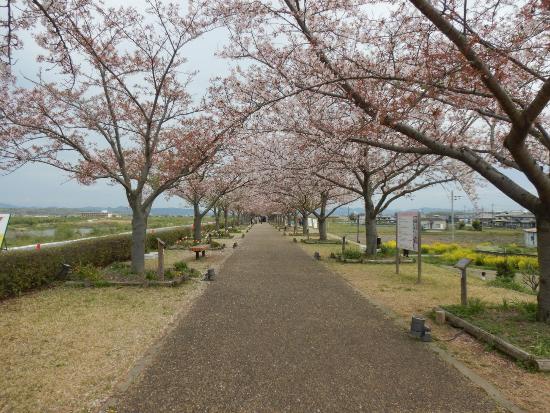 4/5染井吉野遠景