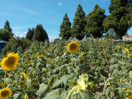 令和4年8月2日ひまわり遠