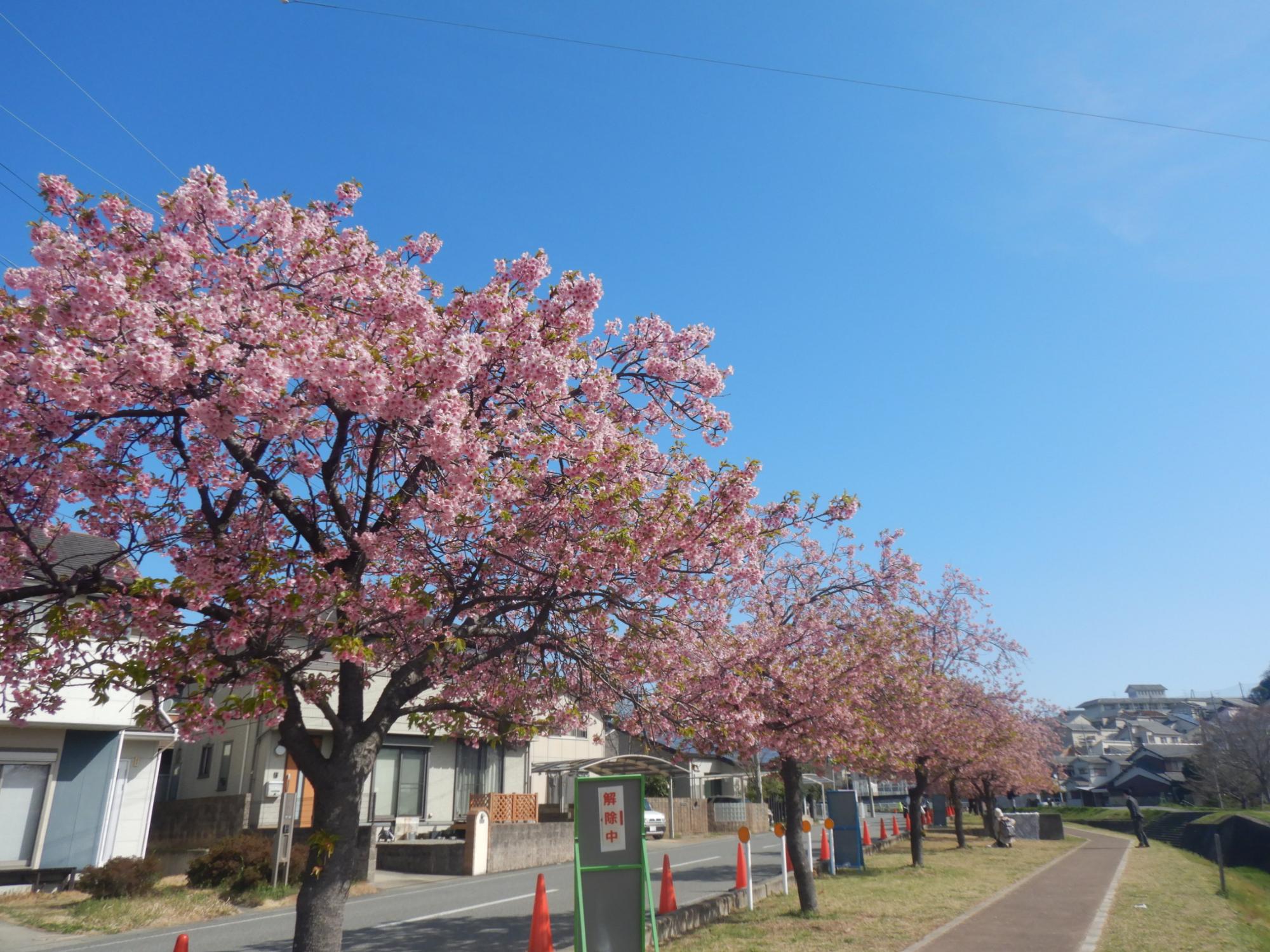 R7.3.31河津桜遠景