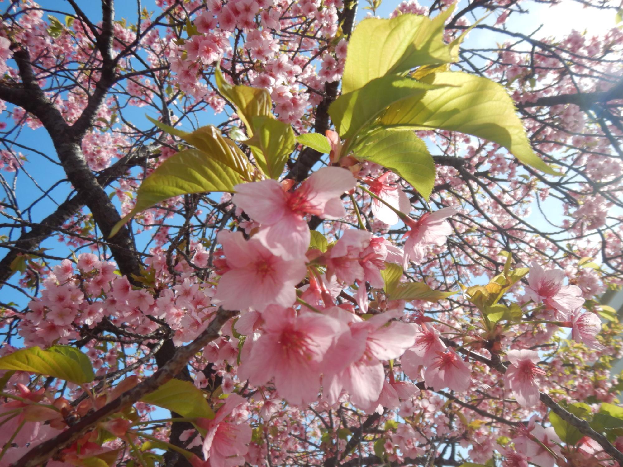 R7.3.31河津桜近景