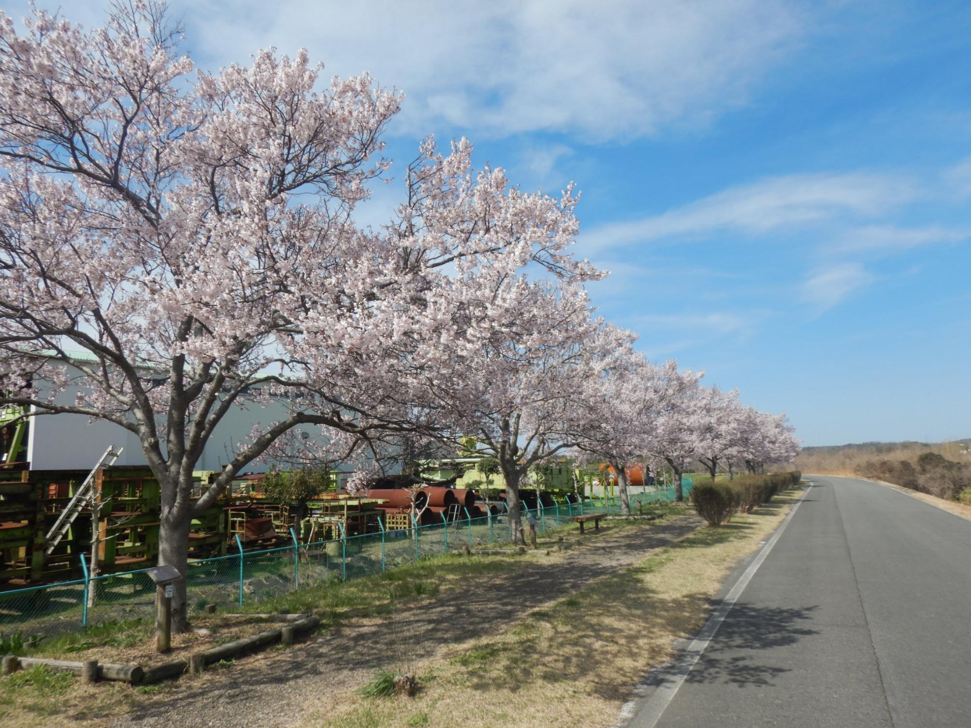 R7.3.31江戸彼岸遠景
