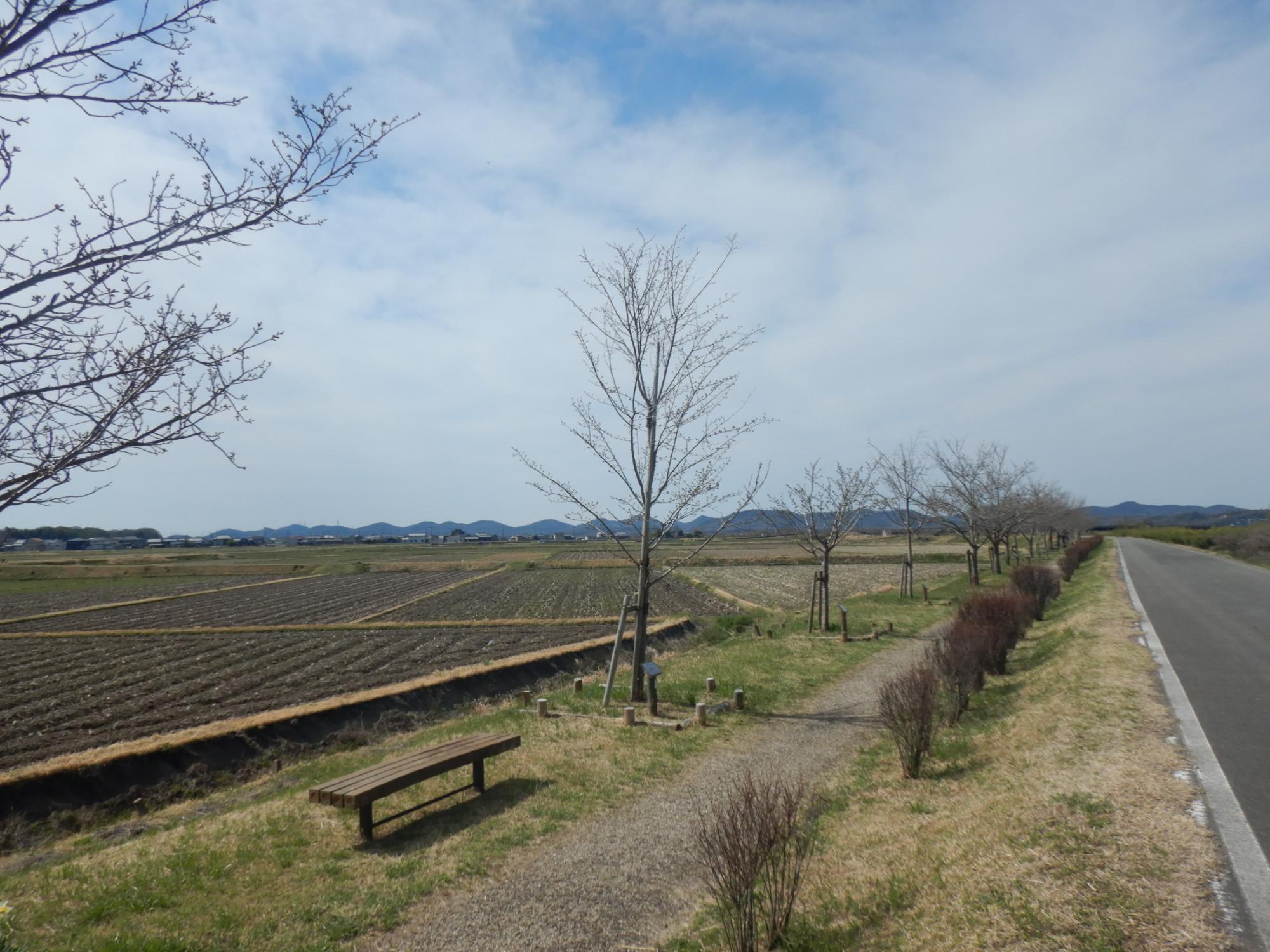 R7.3.31大島桜遠景