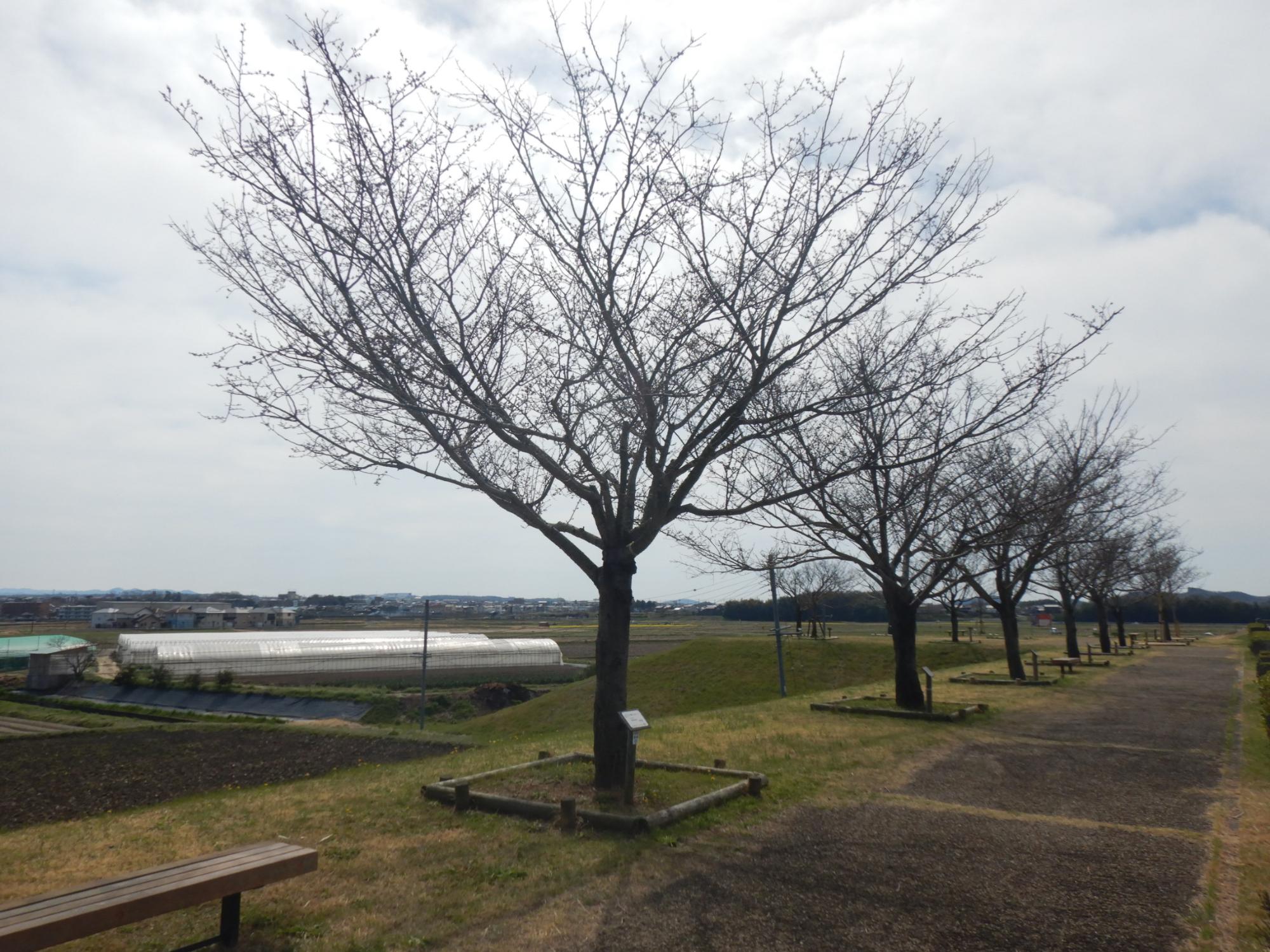 R7.3.31思川遠景