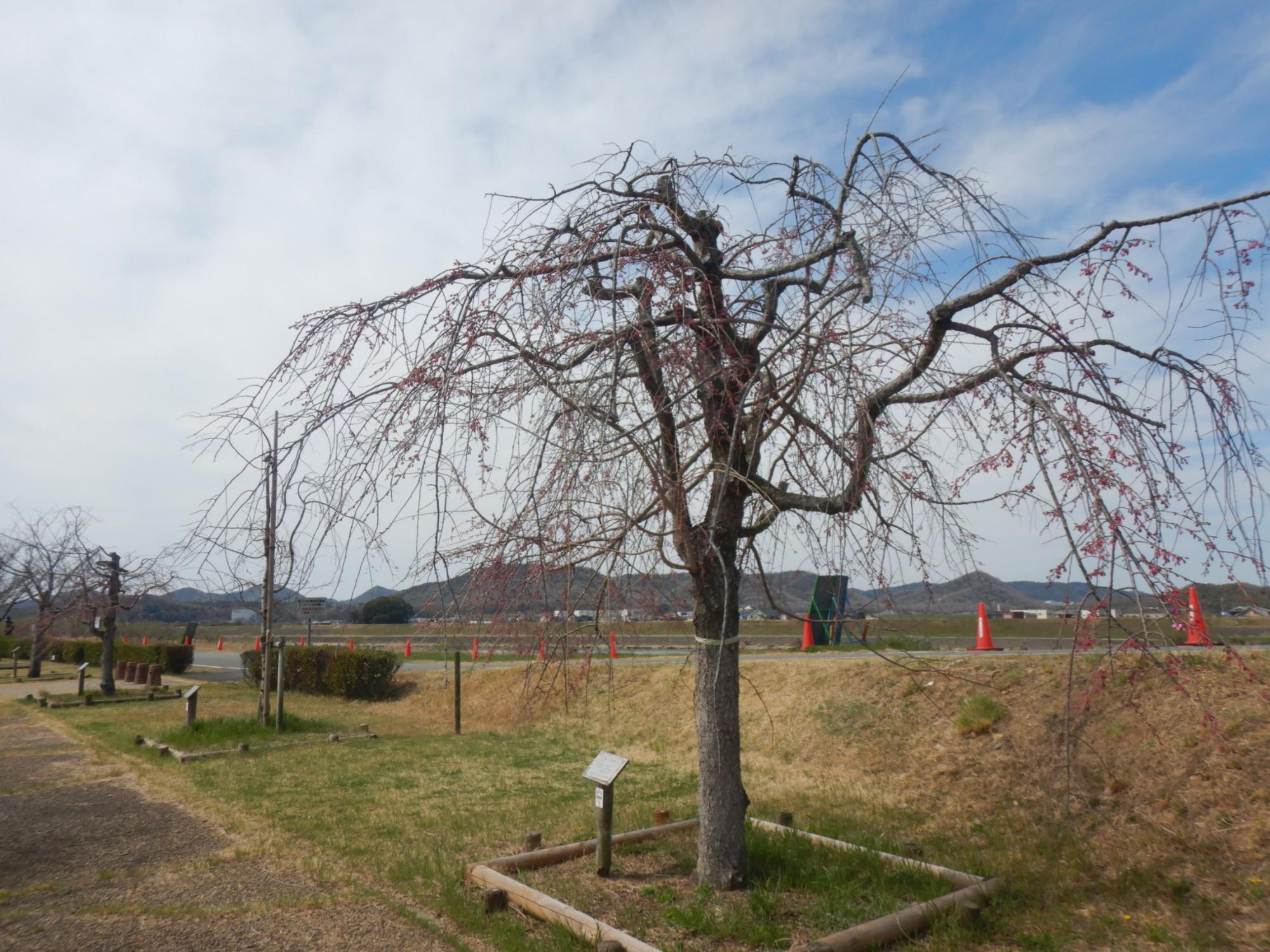 R7.3.31八重紅枝垂遠景