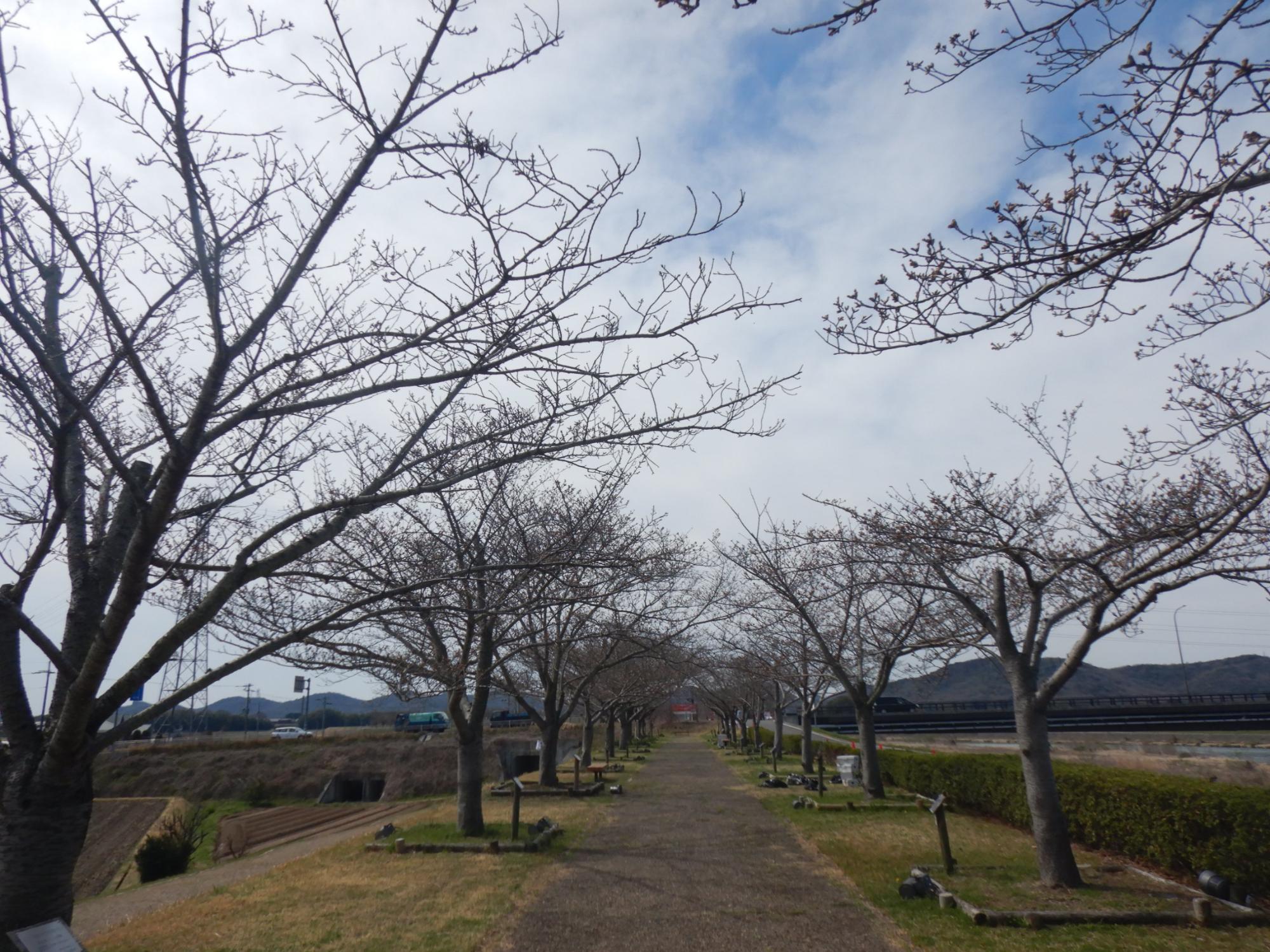 R7.3.31染井吉野遠景