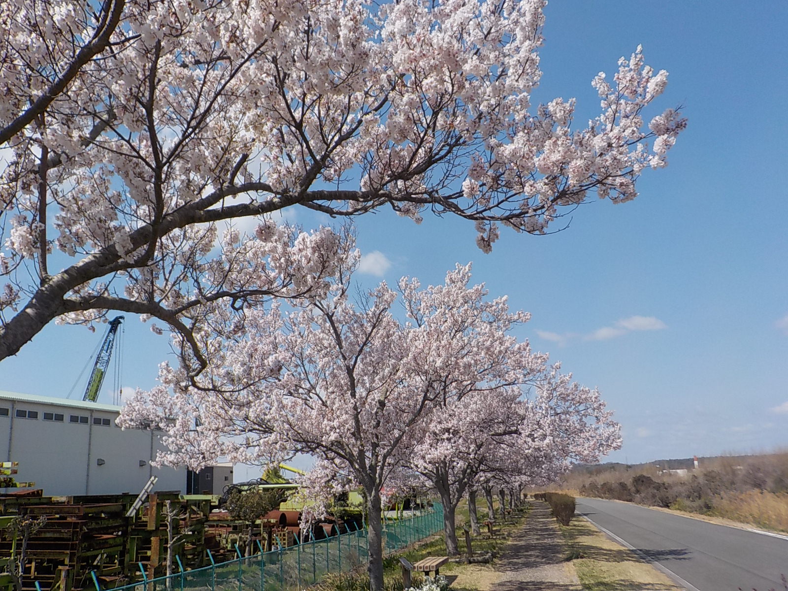 R7.4.4江戸彼岸遠景