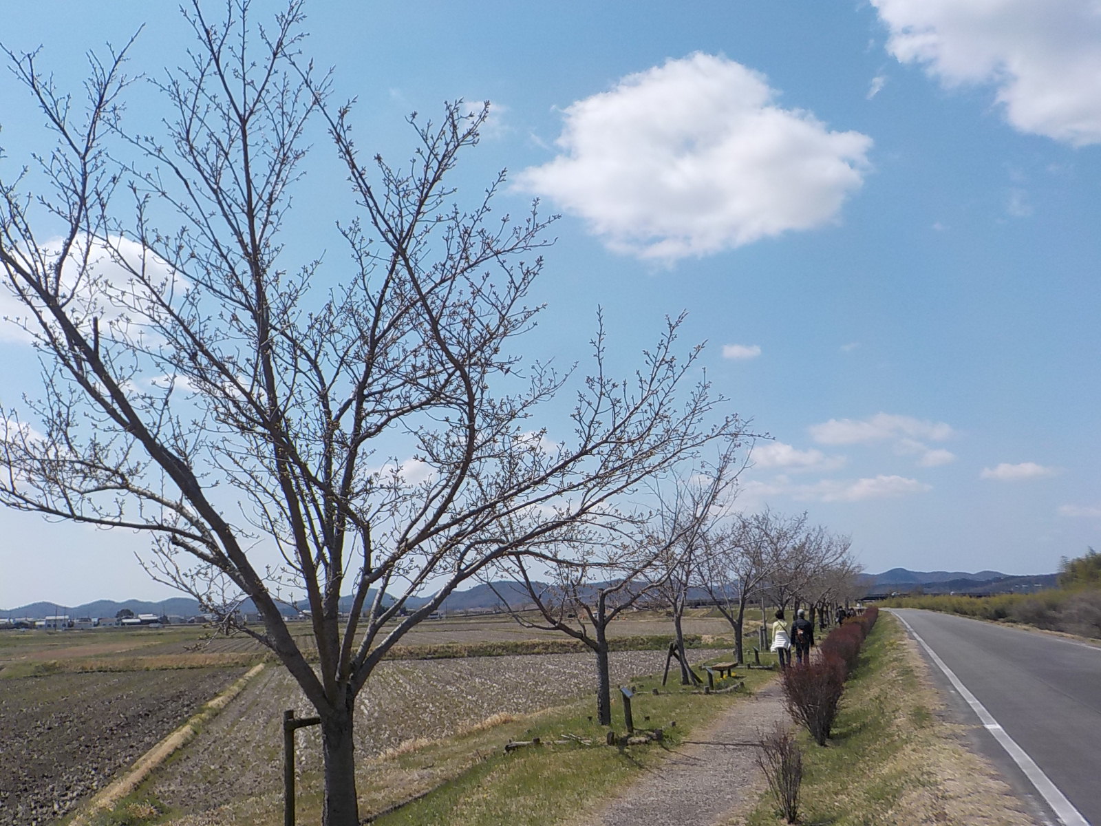 R7.4.4大島桜遠景
