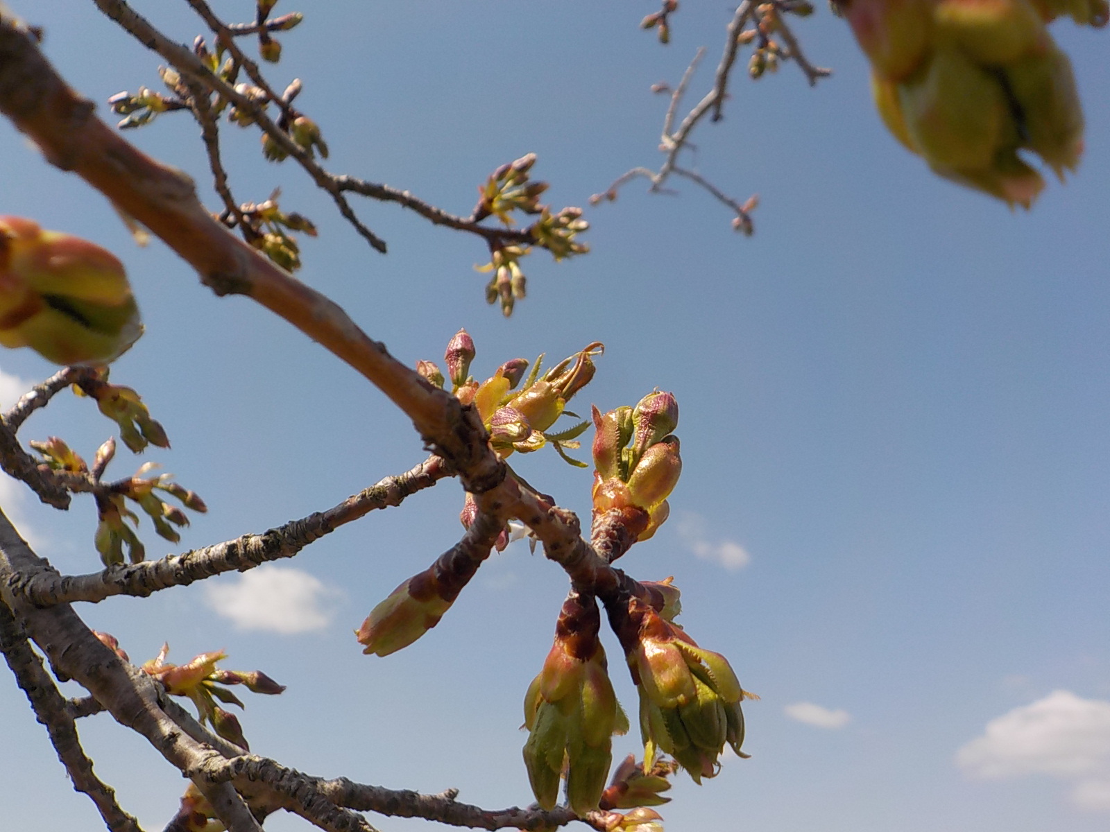 R7.4.4大島桜