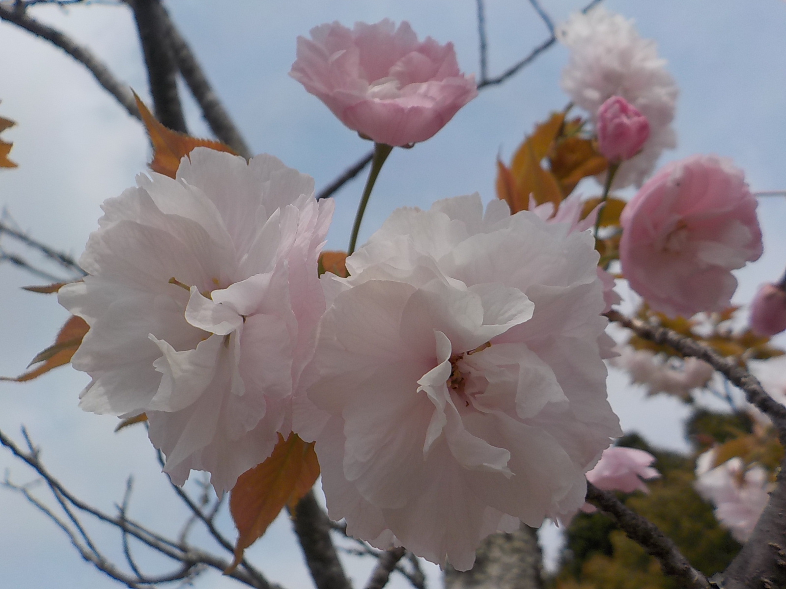 R7.4.18八重紅大島