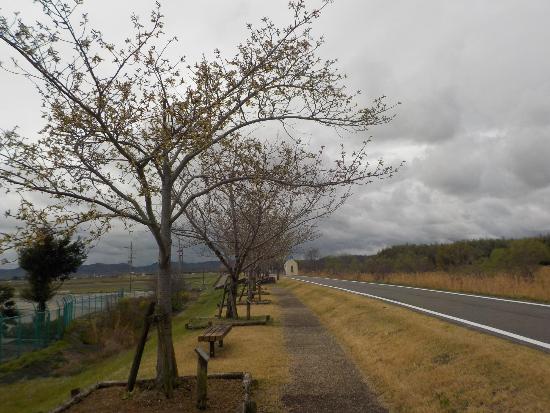 令和5年3月24日大島桜遠景