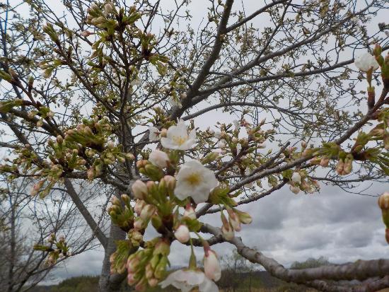 令和5年3月24日大島桜近景