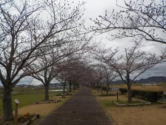 令和5年3月24日染井吉野遠景