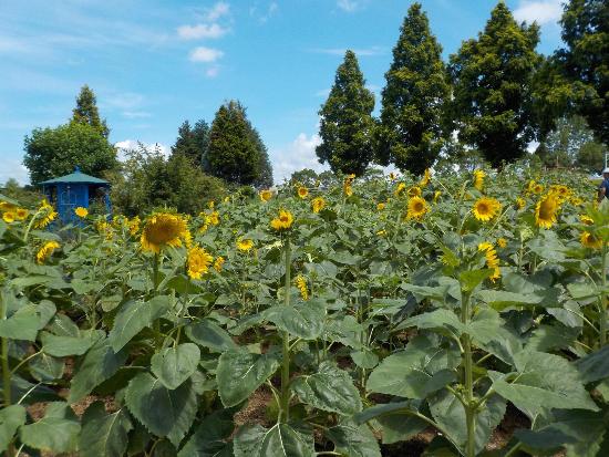 令和4年7月20日ひまわり遠