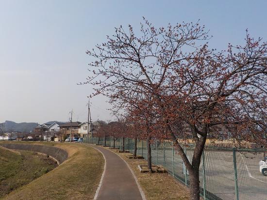 令和5年3月8日河津桜遠景