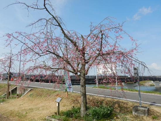 令和5年3月27日八重紅枝垂遠景