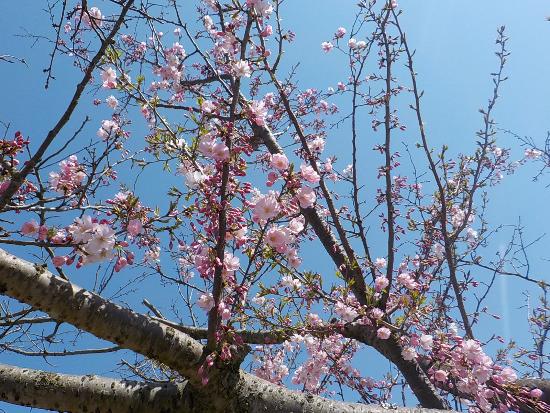 令和5年4月3日思川近景