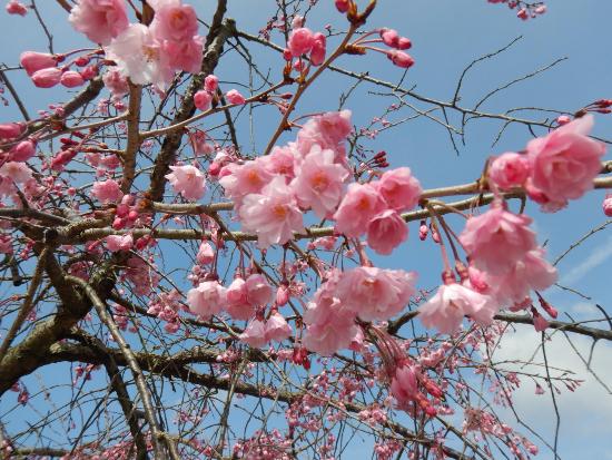 令和5年3月27日八重紅枝垂近景