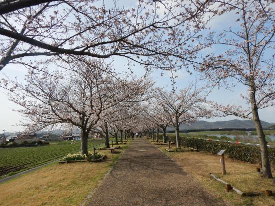 令和5年3月27日染井吉野遠景