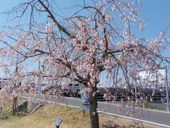 令和5年4月3日八重遠景