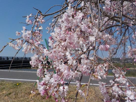 令和5年4月3日八重近景