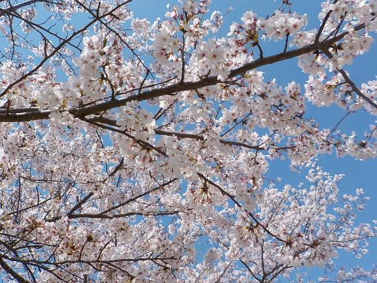 令和5年4月3日染井近景