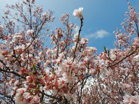 令和5年3月27日江戸彼岸近景