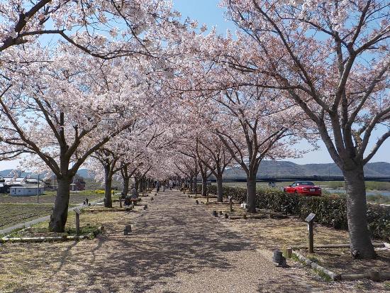 令和5年4月3日染井遠景