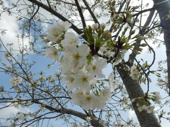 令和5年3月27日大島桜近景