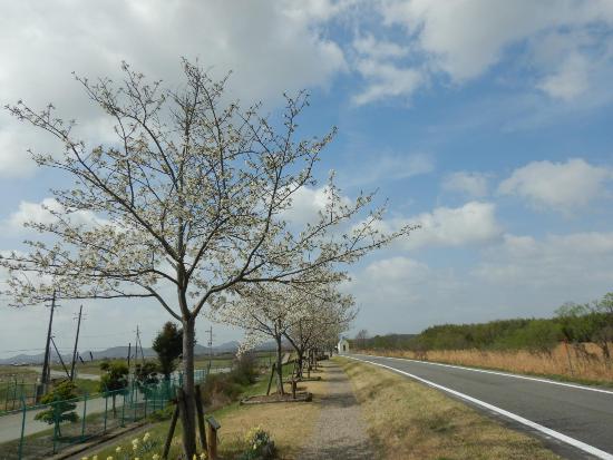 令和5年3月27日大島桜遠景