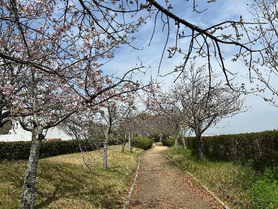 開花状況（やなせ苑八重桜）