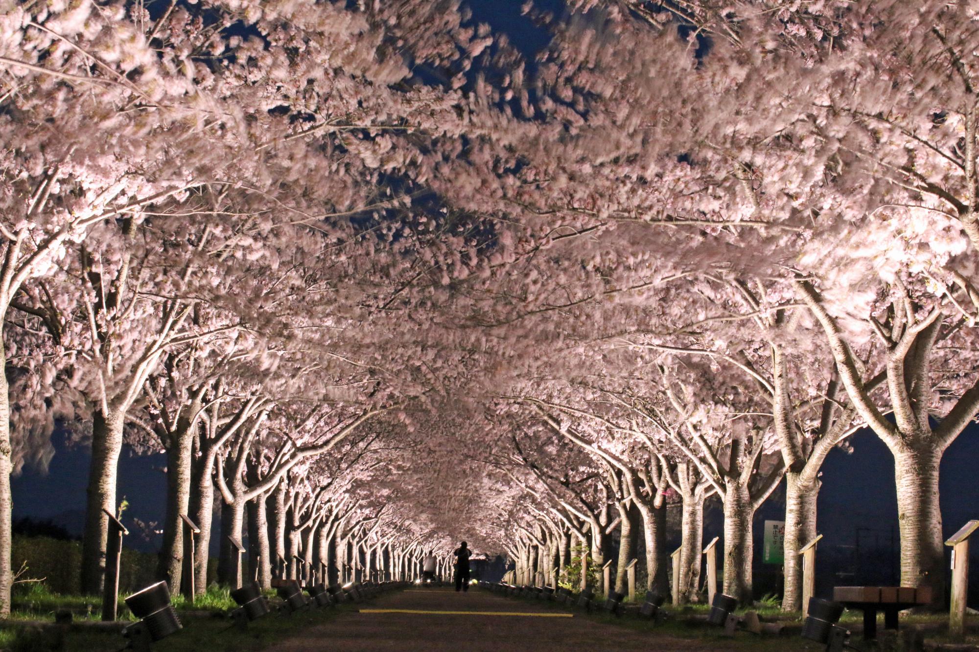 おの桜づつみ回廊夜桜ライトアップの様子