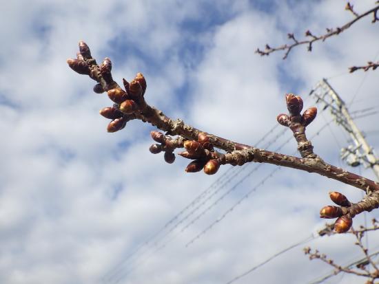 2月17日河津桜近景