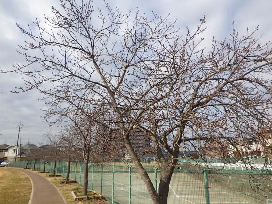 2月17日河津桜遠景