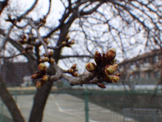令和5年2月22日河津桜近景