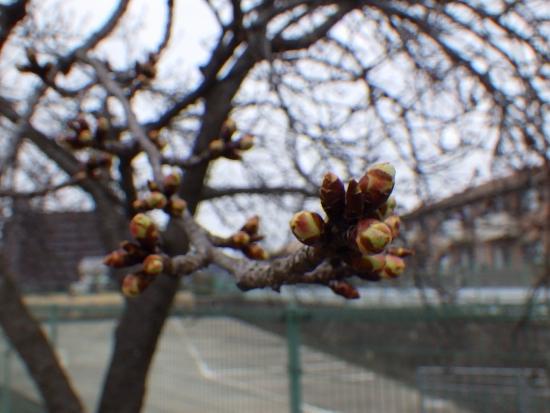 令和5年2月22日河津桜近景