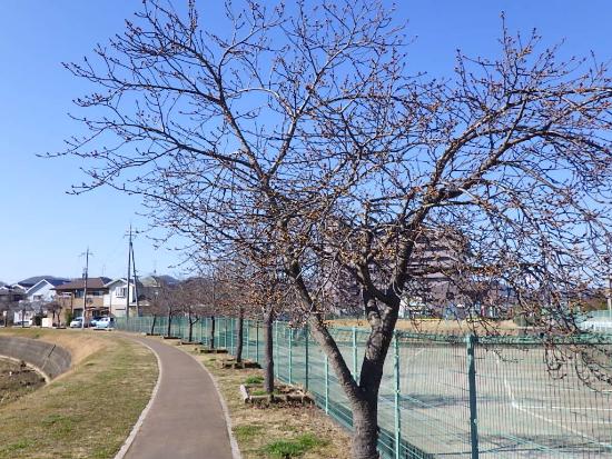 令和5年2月27日河津桜遠景