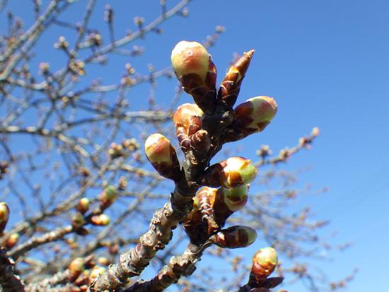 令和5年2月27日河津桜近景