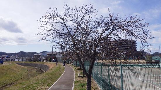 令和5年3月3日河津桜遠景