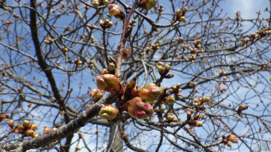 令和5年3月3日河津桜近景