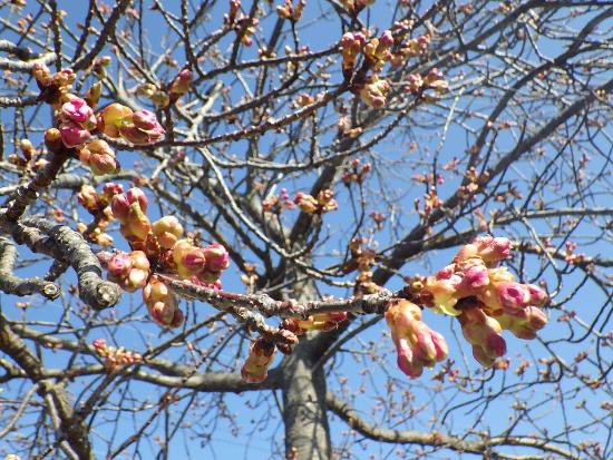 令和5年3月6日河津桜近景