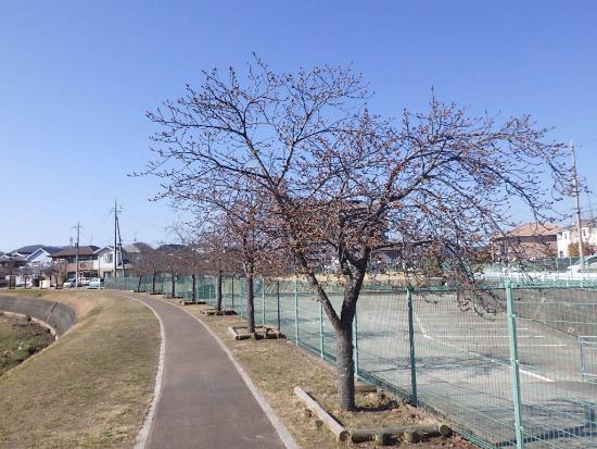 令和5年3月6日河津桜遠景