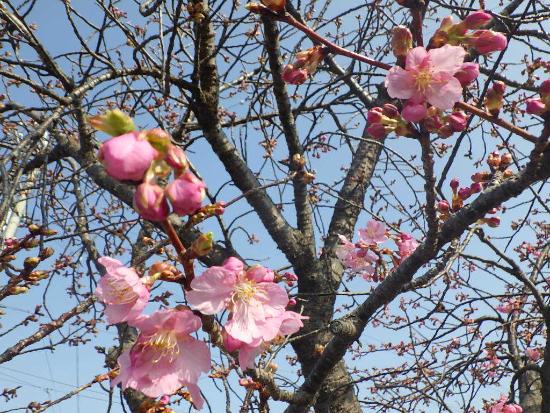 令和5年3月10日河津桜近景